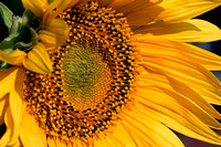 Sunflower 01