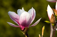 Magnolia