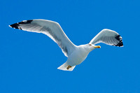 Gull 01