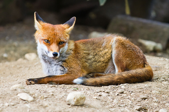 red fox 01