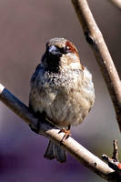 sparrow