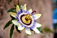 Passiflora