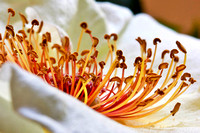 White Rose close-up