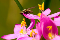 stop and smell the flowers