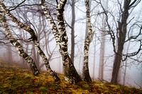 Windblown Birch Trees