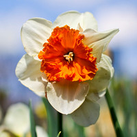 Daffodil 01