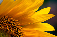 Sunflower 02