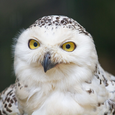 Scandinavian Spotted Owl