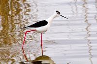 Piciorong / Black Winged Stilt