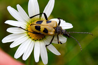 flower hug